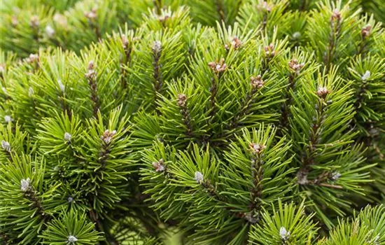 Nadelgehölze zurückschneiden und den Garten in Form bringen Nadelgehölze zurückschneiden und den Garten in Form bringen