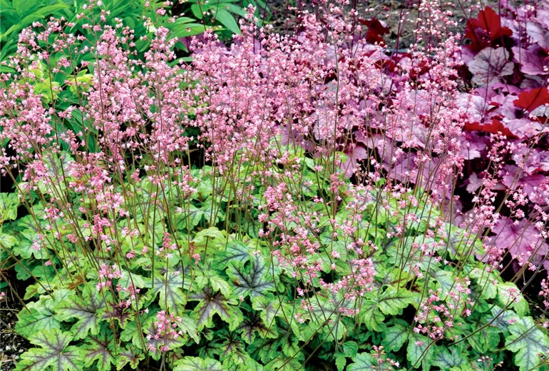 Heuchera x heucherella 'Tapestry'