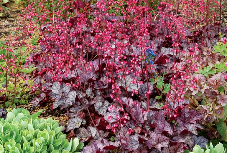 Heuchera 'Glitter'