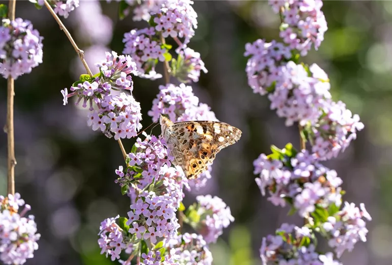Buddleja alternifolia
