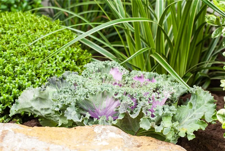 Brassica oleracea var. acephala