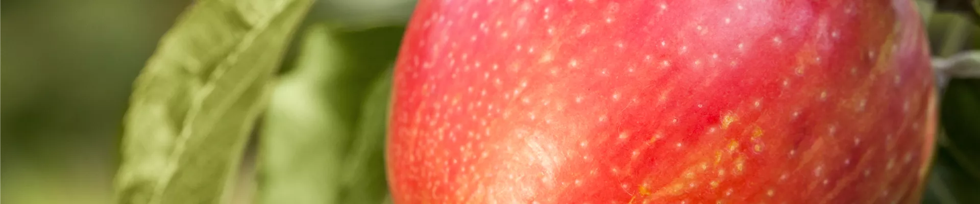 Malus domestica Malus domestica