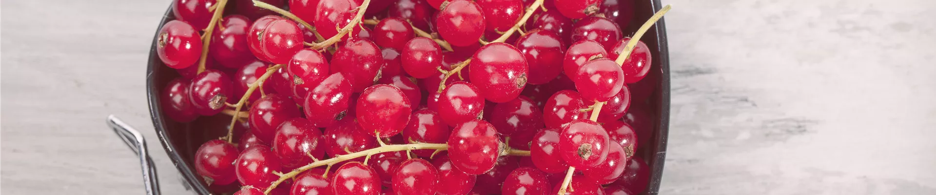 Ribes rubrum Ribes rubrum