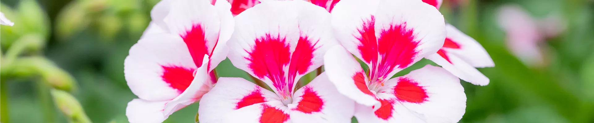 Pelargonium 'Solfaro Setubal'(s) Pelargonium 'Solfaro Setubal'(s)