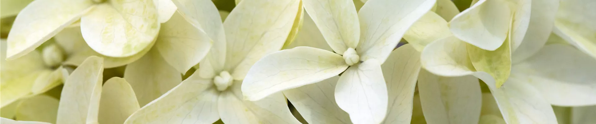 Hydrangea paniculata 'Skyfall' Hydrangea paniculata 'Skyfall'