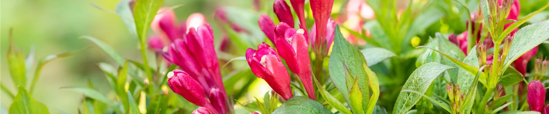 Weigela florida 'Picobella Rosso' Weigela florida 'Picobella Rosso'