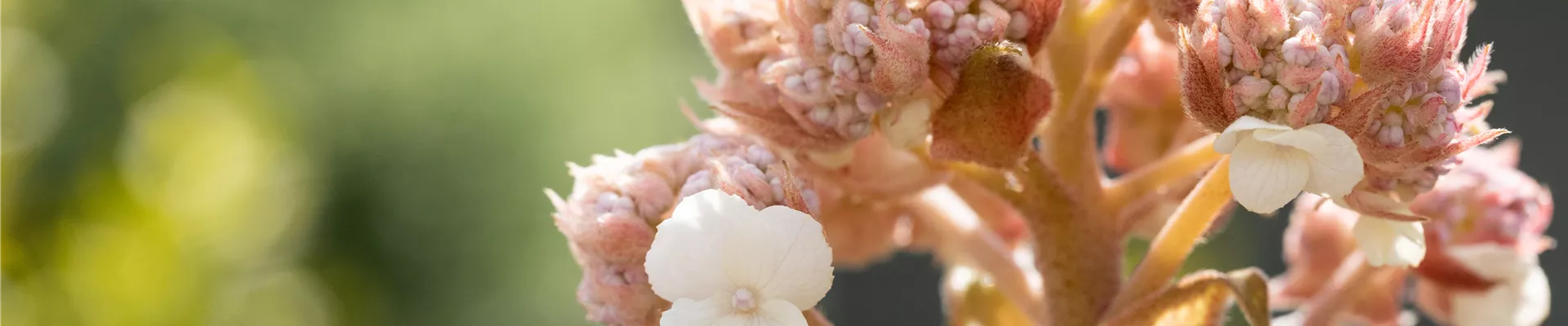 Hydrangea aspera 'Macrophylla'