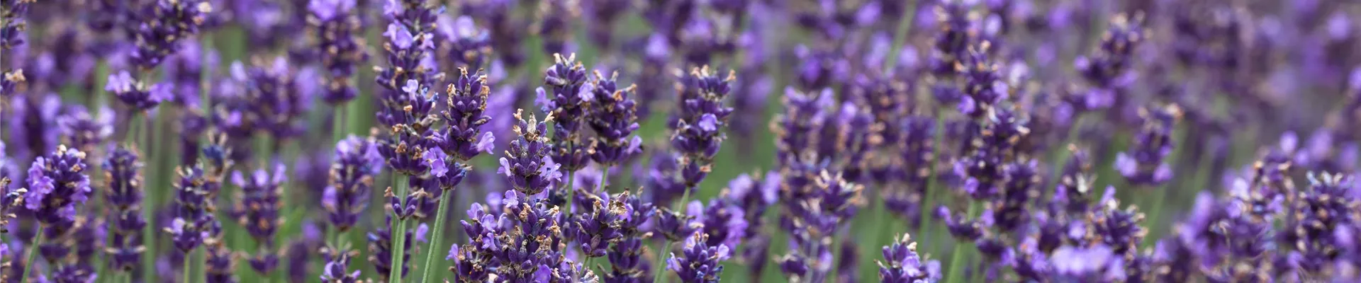 Lavandula angustifolia 'Hidcote Blue' Lavandula angustifolia 'Hidcote Blue'