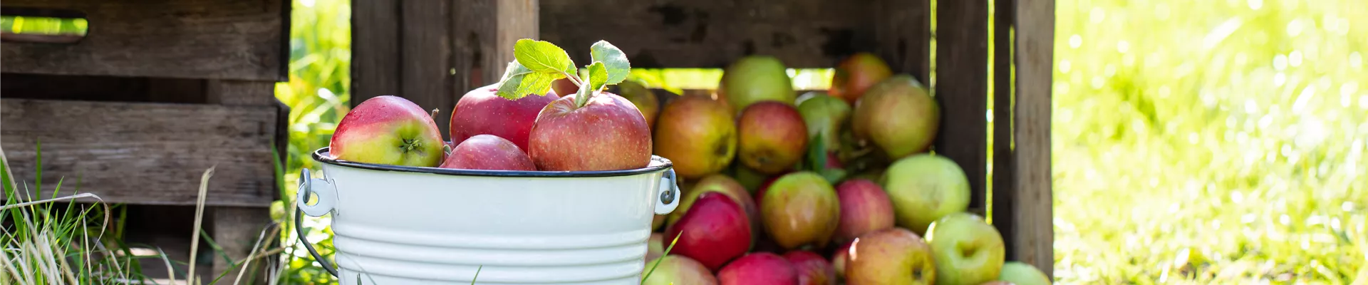 Apfelernte- Geerntete Äpfel  Apfelernte- Geerntete Äpfel