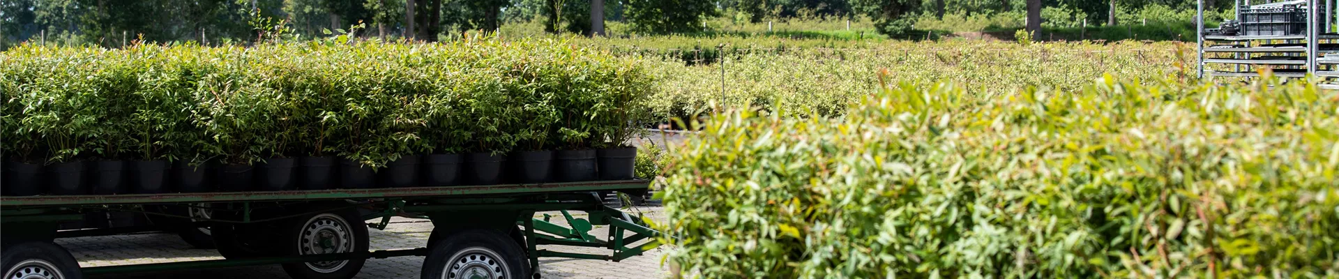 Baumschule - Pflanzen auf Wagen
