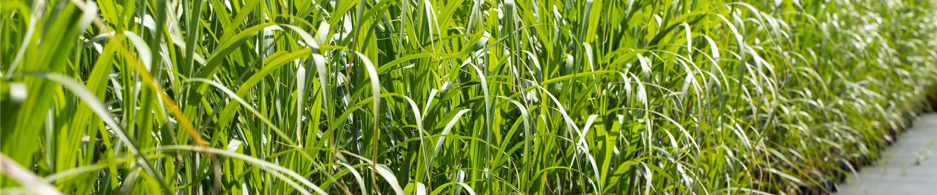 Chinaschilf-Pflanzen in einer Baumschule Chinaschilf-Pflanzen in einer Baumschule