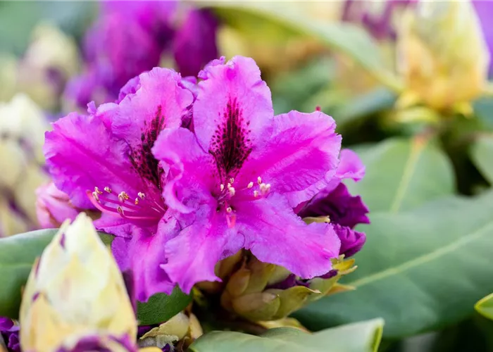 Moorbeeetpflanzen Moorbeeetpflanzen