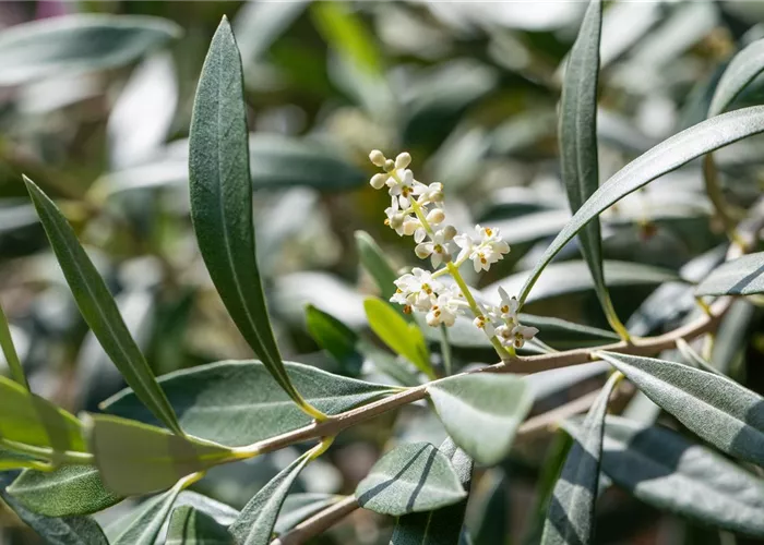 Mediterrane Pflanzen Mediterrane Pflanzen