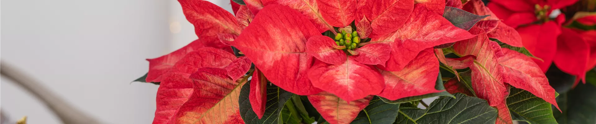 Euphorbia pulcherrima 'Christmas Beauty Princess'