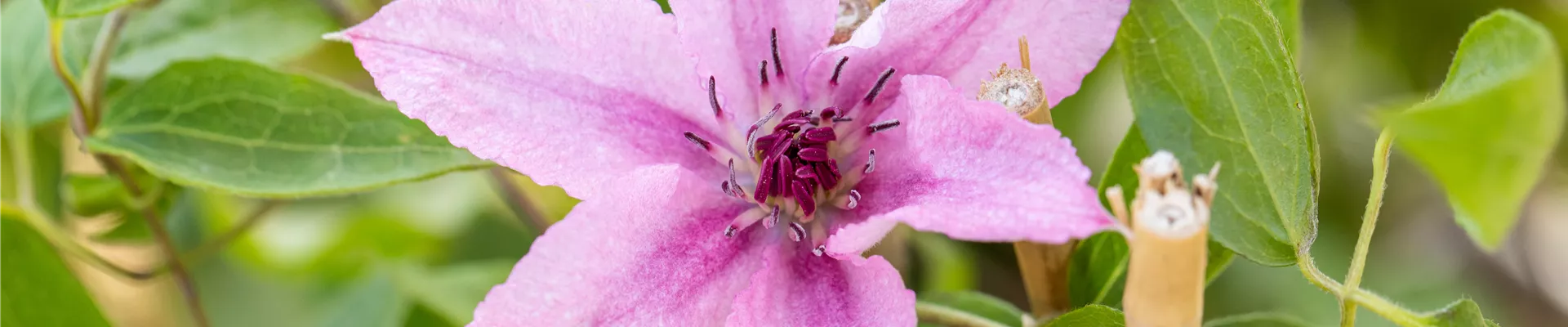 Clematis 'Comtesse de Bouchaud' Clematis 'Comtesse de Bouchaud'