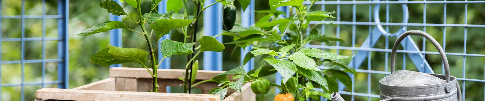 Upcycling - Gemüsebeet Upcycling - Gemüsebeet