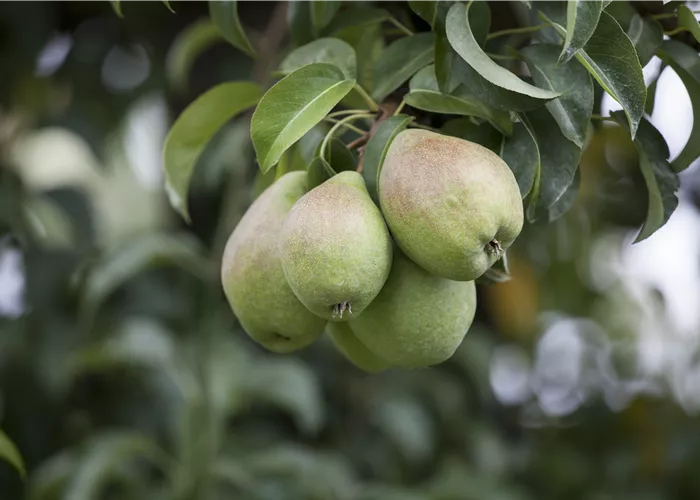 Einen Naschgarten mit Obstgehölzen anlegen und losnaschen