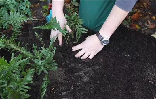 Farn - Teilen und Vermehren Farn - Teilen und Vermehren