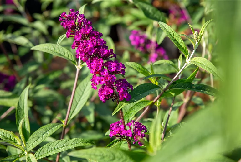 Buddleja davidii, pink