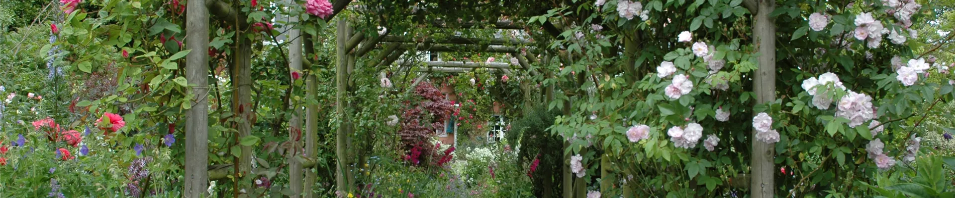 Pergola mit Kletterrosen Pergola mit Kletterrosen