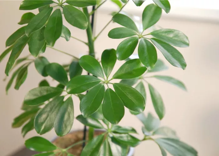 Zimmerpflanzenportrait - Strahlenaralie