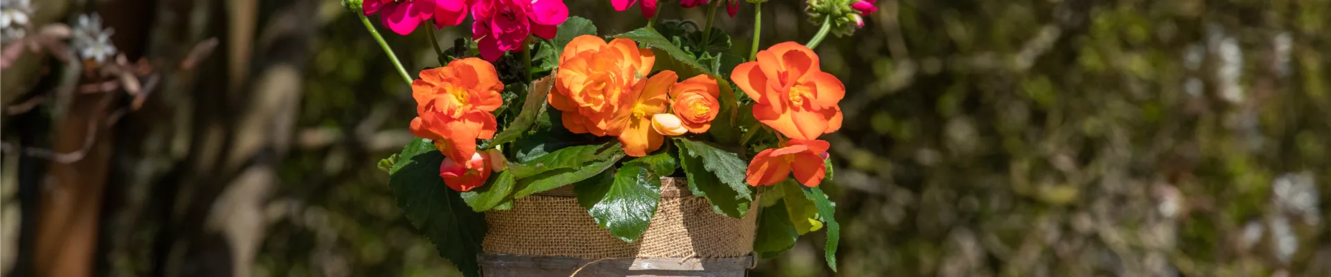 Bepflanzter Übertopf im Gartenambiente