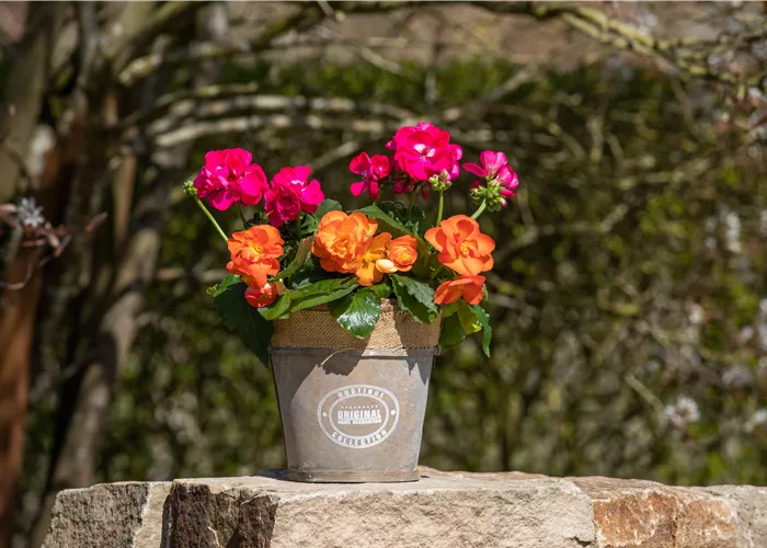 Begonien als blühende Akzente für Balkon und Garten Begonien als blühende Akzente für Balkon und Garten