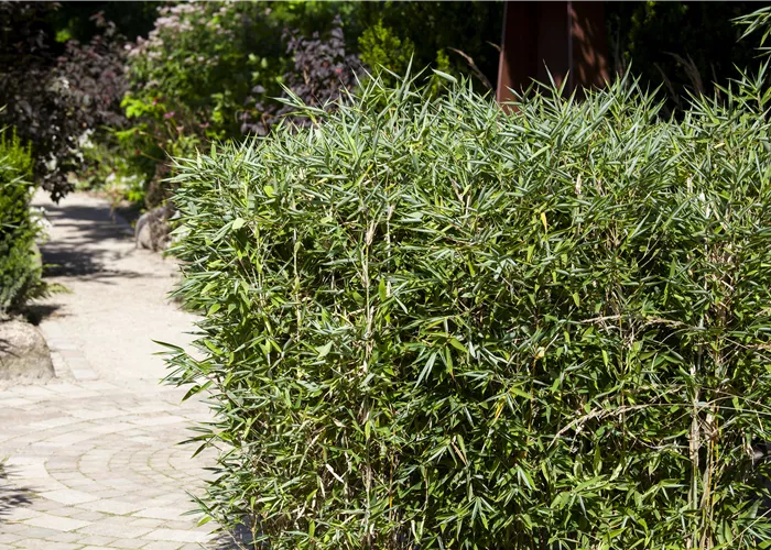 Bambus kaufen und einen Hauch Fernost genießen Bambus kaufen und einen Hauch Fernost genießen