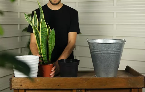 Bogenhanf - Umtopfen