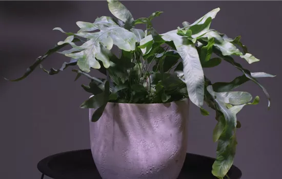 Blaufarn - Umtopfen Blaufarn - Umtopfen