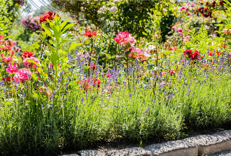 Rosenbeet mit Lavendel