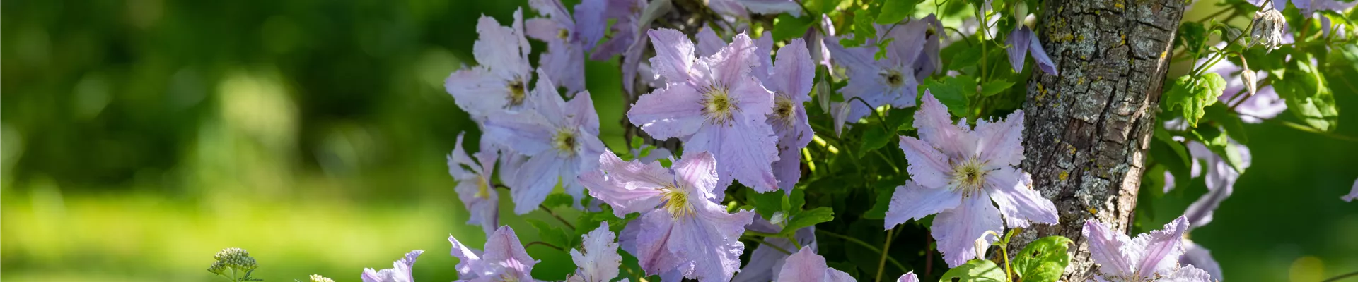 Clematis, lila Clematis, lila