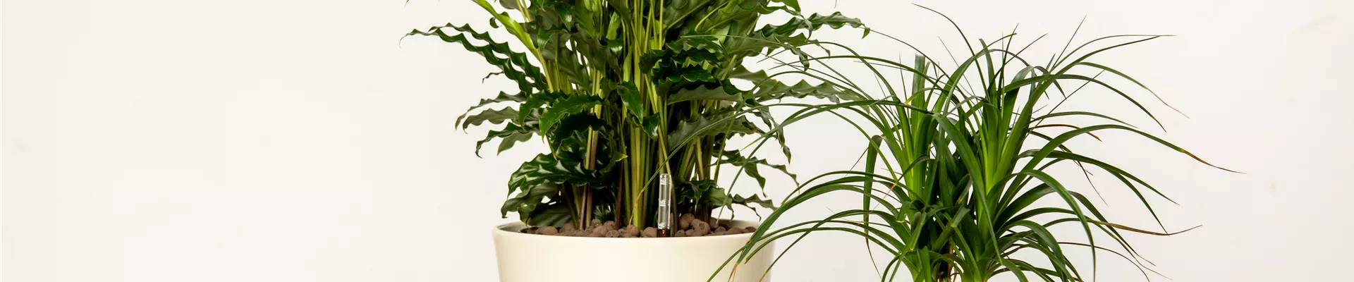 Hydrokultur - Kulturtöpfe Hydrokultur - Kulturtöpfe