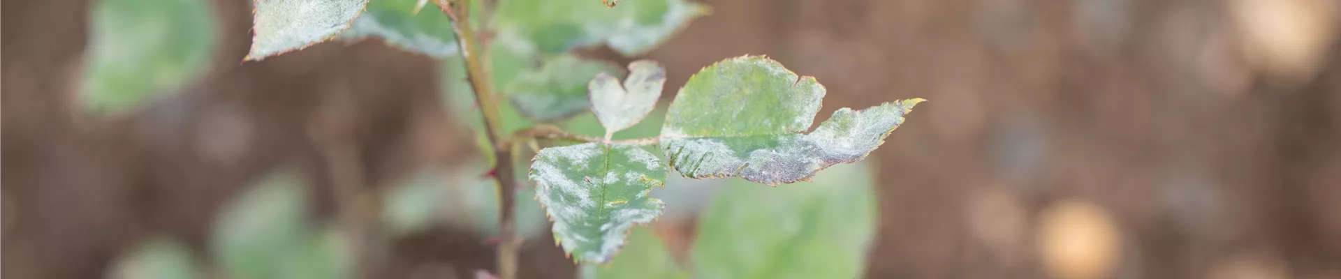 Mehltau an Rosen Mehltau an Rosen