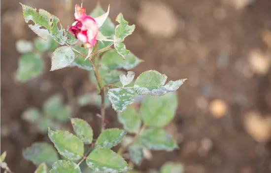 Die häufigsten Pflanzenkrankheiten erkennen und bekämpfen Die häufigsten Pflanzenkrankheiten erkennen und bekämpfen