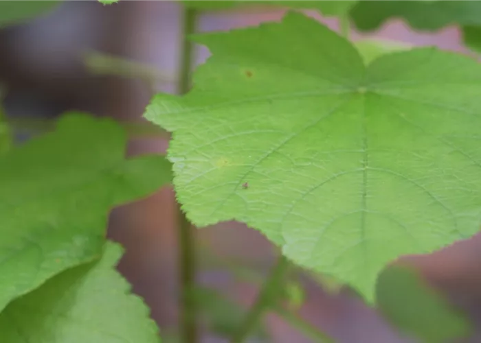 Zimmerlinde - Umtopfen