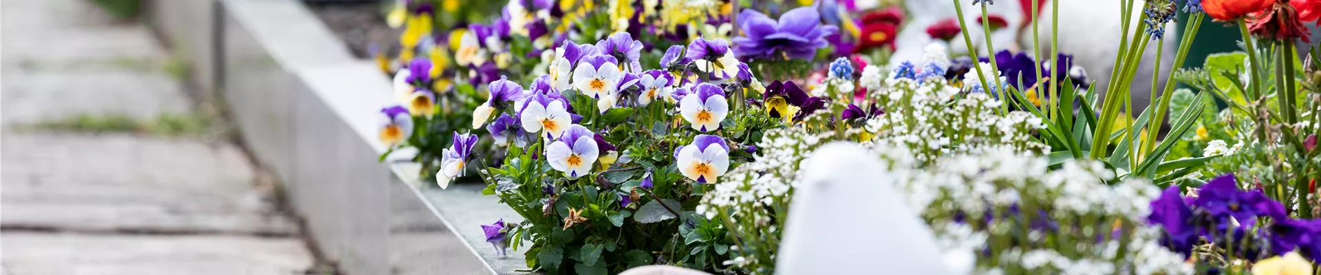 Grabgestaltung - Bepflanzung