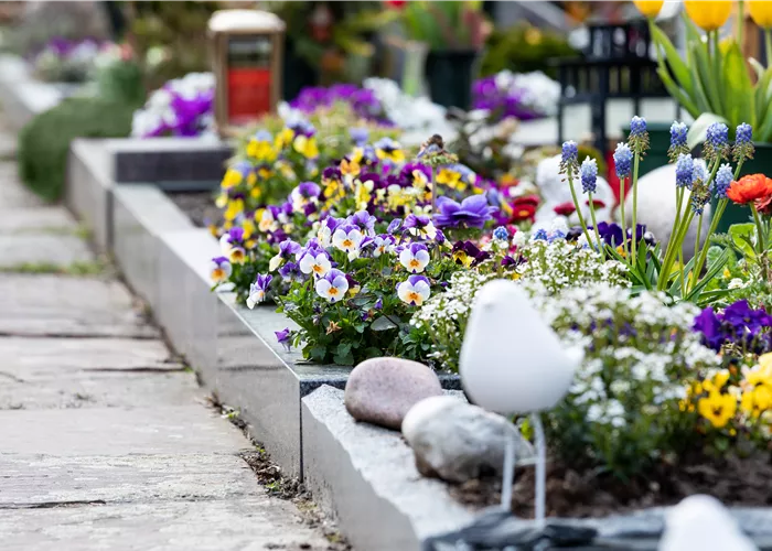 Eine ganzjährige Grabbepflanzung für ein stilvolles Andenken Eine ganzjährige Grabbepflanzung für ein stilvolles Andenken