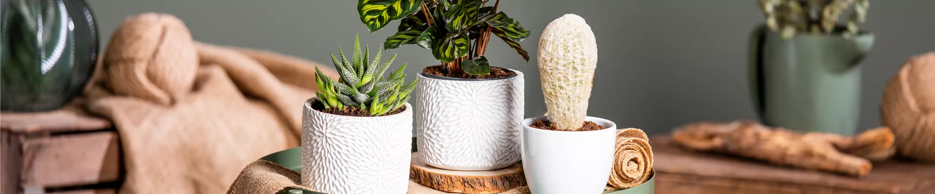 Verschiedene Zimmerpflanzen Verschiedene Zimmerpflanzen