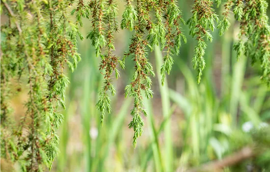 Nadelgehölze pflegen und damit gesund und frisch halten Nadelgehölze pflegen und damit gesund und frisch halten