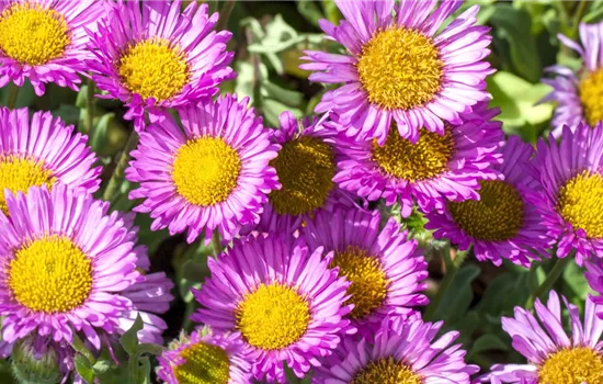 Feinstrahl - Einpflanzen im Garten Feinstrahl - Einpflanzen im Garten