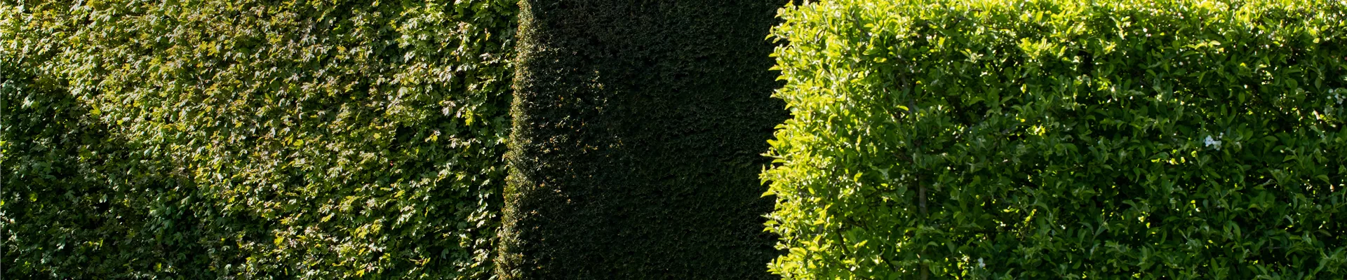verschiedene Hecken