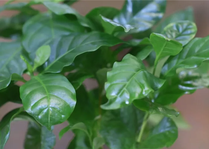 Kaffeepflanze - Umtopfen