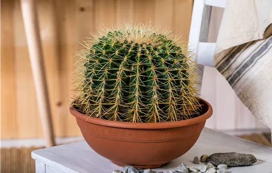 Kakteen und Sukkulenten kaufen für ein tolles Klima Kakteen und Sukkulenten kaufen für ein tolles Klima