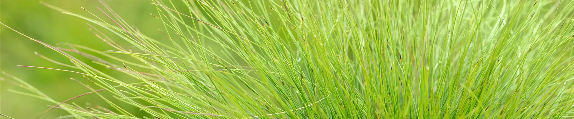 Festuca amestystina Festuca amestystina