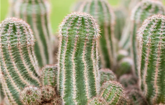 Kakteen und Sukkulenten pflegen für glückliche Pflanzenfreunde Kakteen und Sukkulenten pflegen für glückliche Pflanzenfreunde