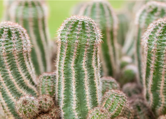 Kakteen und Sukkulenten pflegen für glückliche Pflanzenfreunde Kakteen und Sukkulenten pflegen für glückliche Pflanzenfreunde