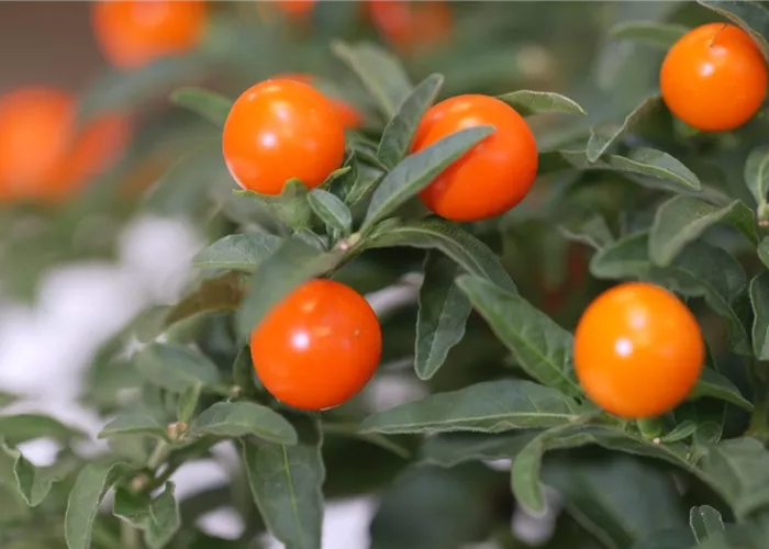 Korallenkirsche - Umtopfen