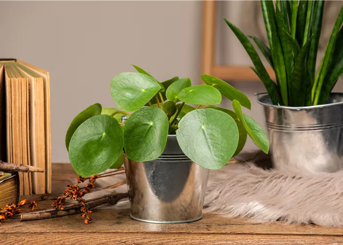 Die besonderen Eigenschaften von Zimmerpflanzen kennenlernen