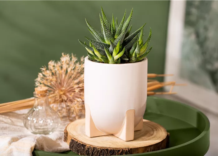 Die einmaligen Besonderheiten von Kakteen und Sukkulenten 